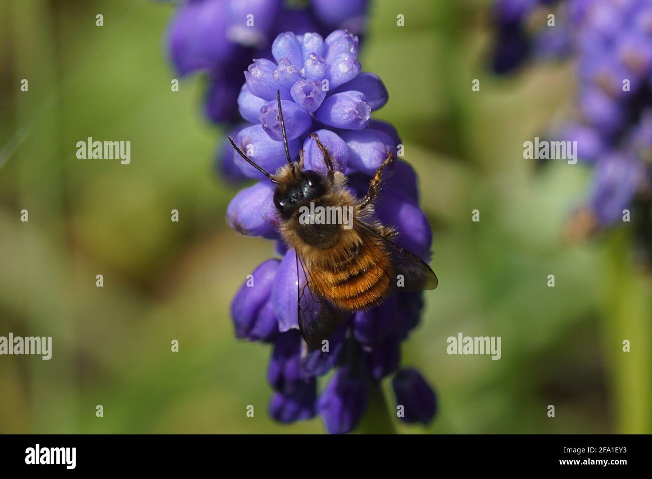 Red mason bee (Osmia rufa, Osmia bicornis). Family Megachilidae. Flowers of grape hyacinth (Muscari botryoides) family Asparagaceae. Dutch garden. Stock Photo