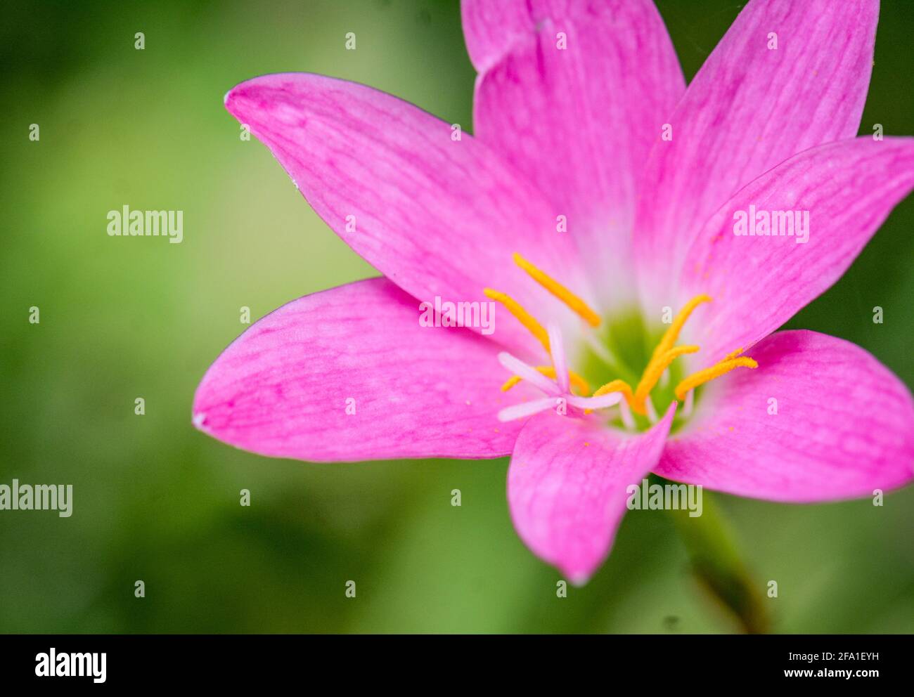 Zephyranthes rosea, Rosy Rain Lily, Pink Rain Lily, herb , single funnel-shaped pink flower Stock Photo