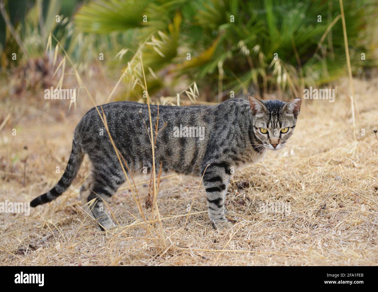 A beautiful cat. Stock Photo