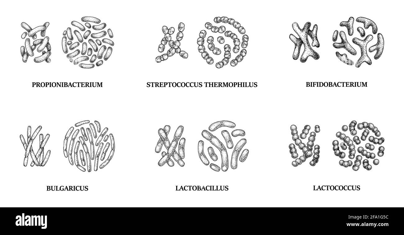 Set of hand drawn probiotics bacterias: lactococcus, lactobacillus, bulgaricus, bifidobacterium, propionibacterium, streptococcus. Vector illustration Stock Vector