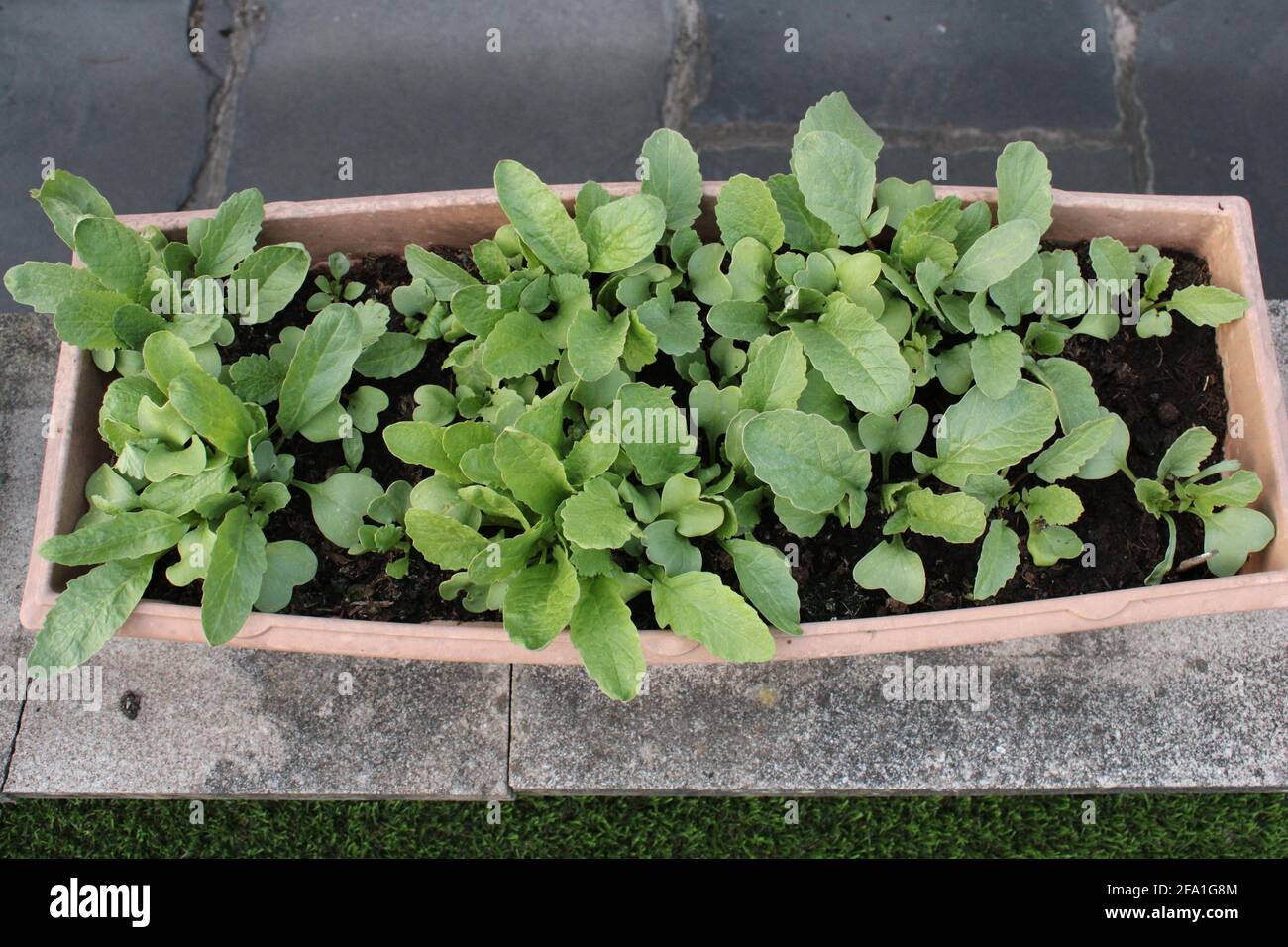Radish Plant High Resolution Stock Photography And Images Alamy Radish Plant High Resolution Stock Photography And Images Alamy