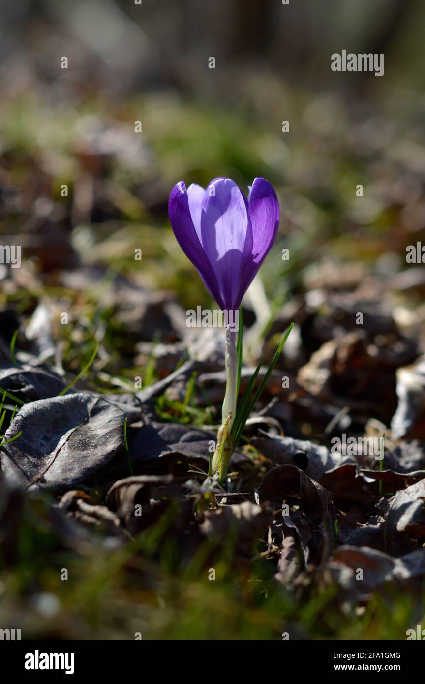 Purple crocus flowers, Colchicum, in a green grass meadow. Close up spring or autumn flower bloom in nature. Stock Photo