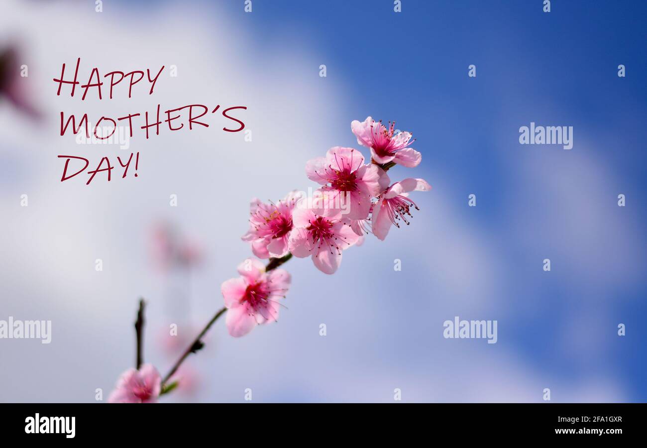 pink flowers for mother's day Stock Photo Alamy