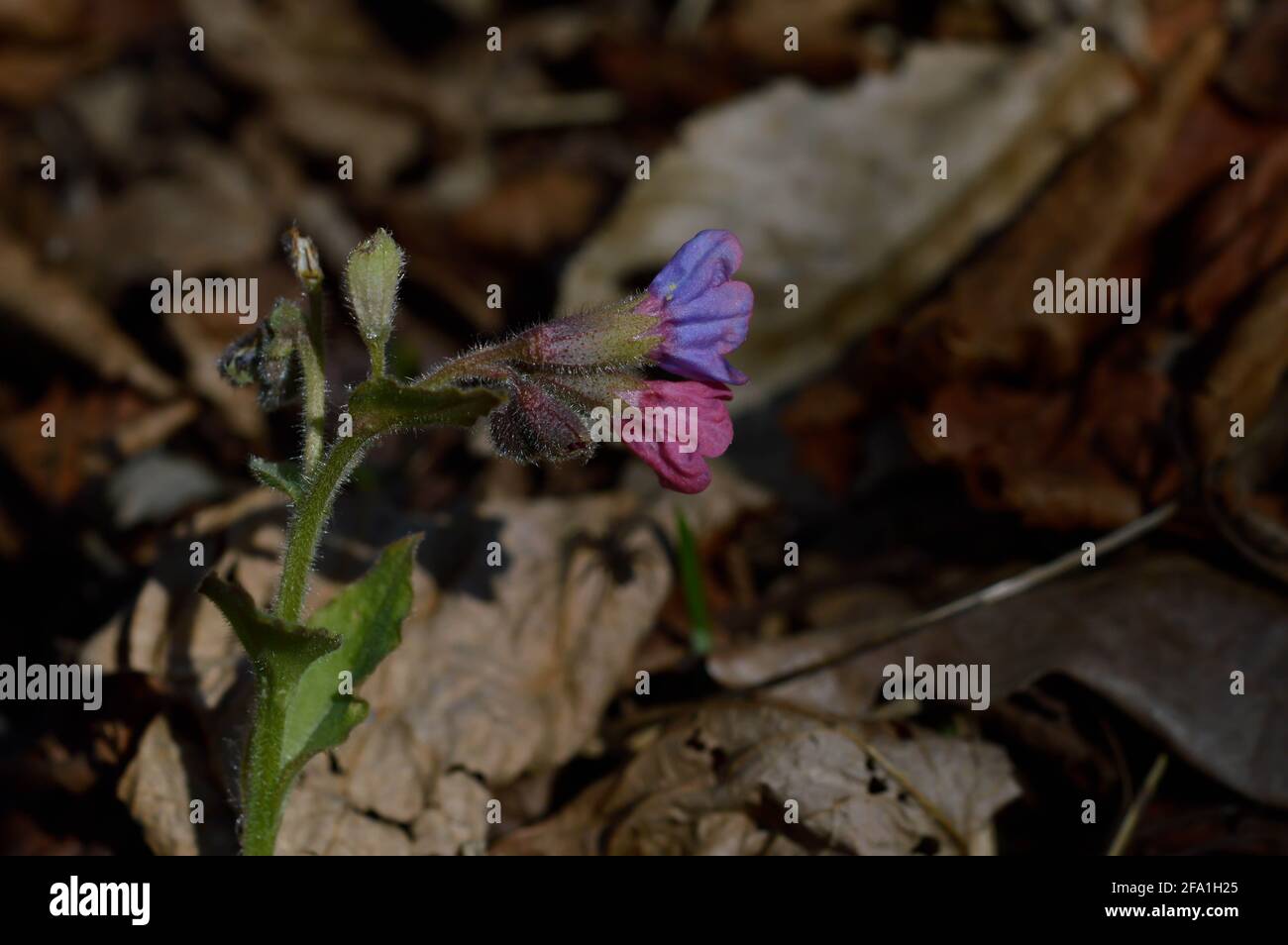 Flowers Unspotted lungwort or Suffolk lungwort (Pulmonaria obskura) early spring wilflower in nature pink and purle Stock Photo