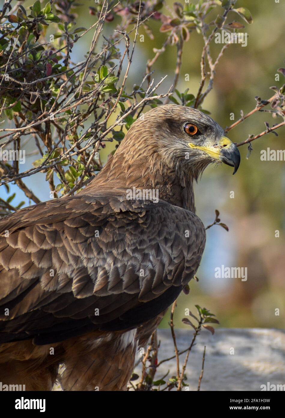 Black kite looking for pray, duck setting under the shade of an tree , small sparrow setting on a Pipe Stock Photo
