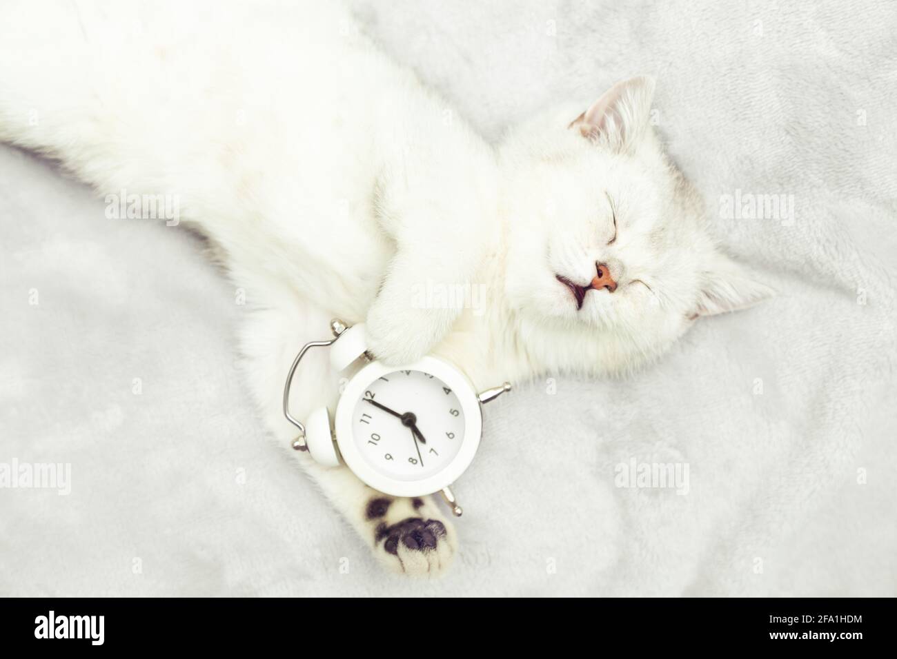White British kitten sleeps embracing alarm clock. Early morning in bed. Stock Photo