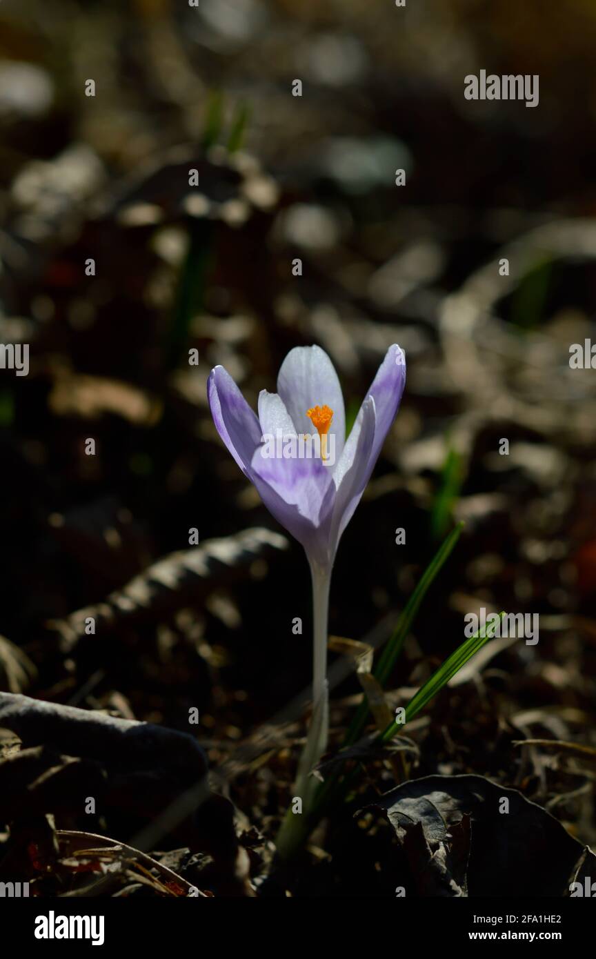 Purple crocus flowers, Colchicum, in a green grass meadow. Close up spring or autumn flower bloom in nature. Stock Photo