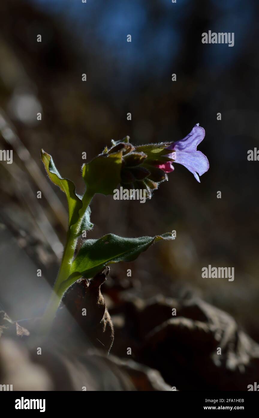 Flowers Unspotted lungwort or Suffolk lungwort (Pulmonaria obskura) early spring wilflower in nature pink and purle Stock Photo