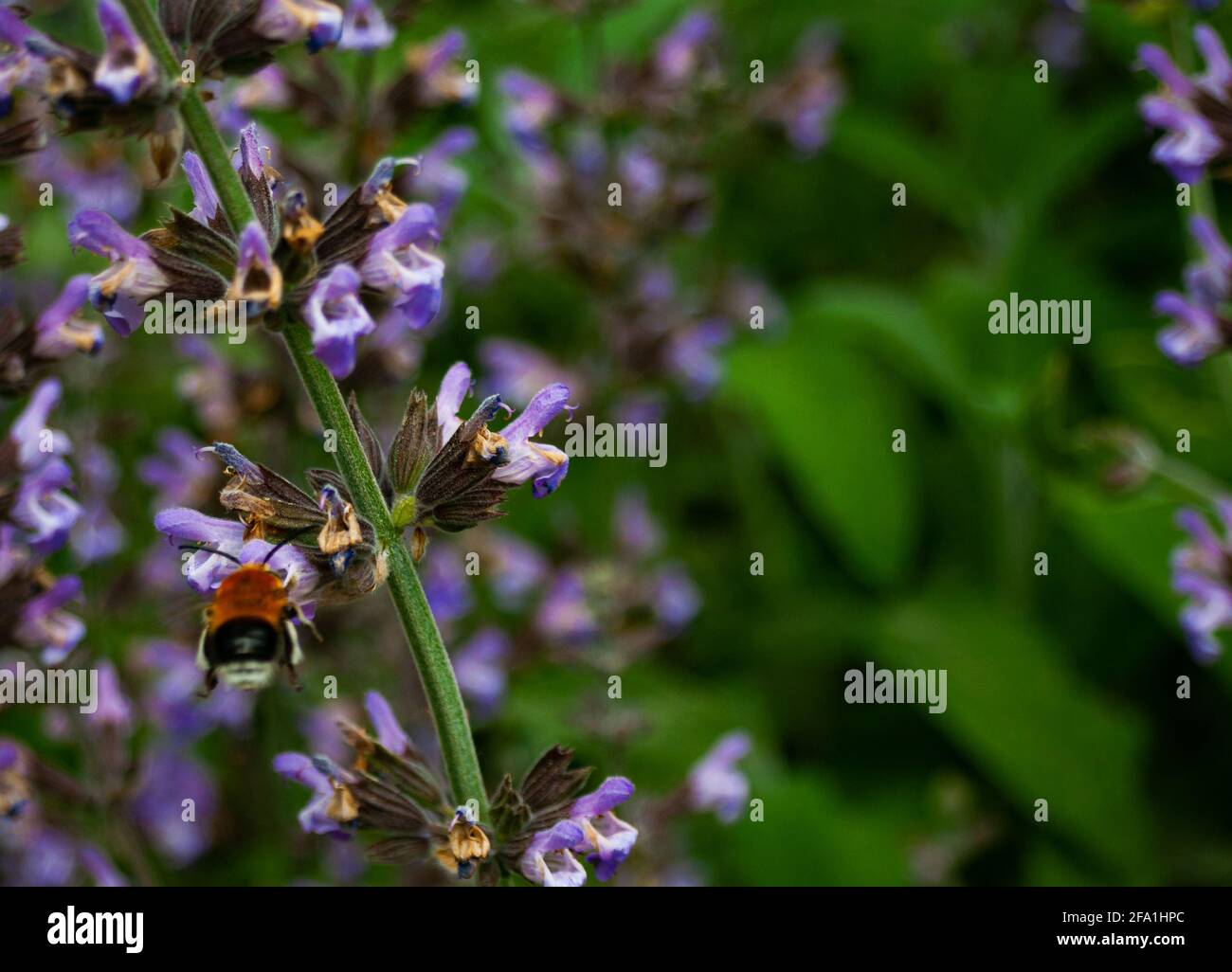 Bee Collecting Pollen From Purple Flowers Stock Photo