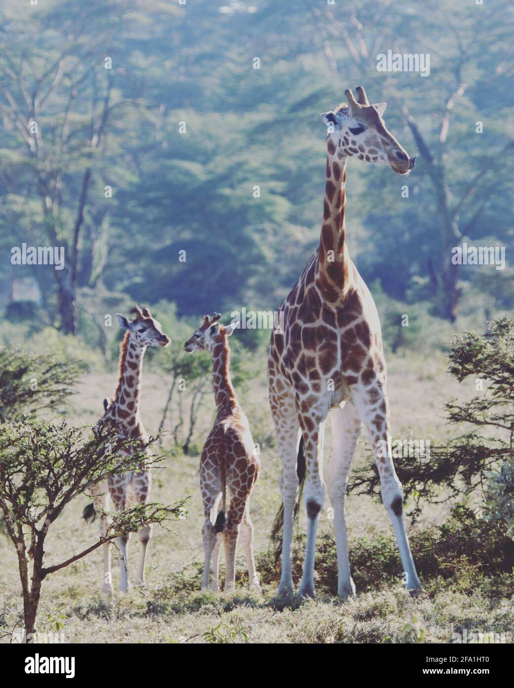 Mama giraffe and twins Stock Photo