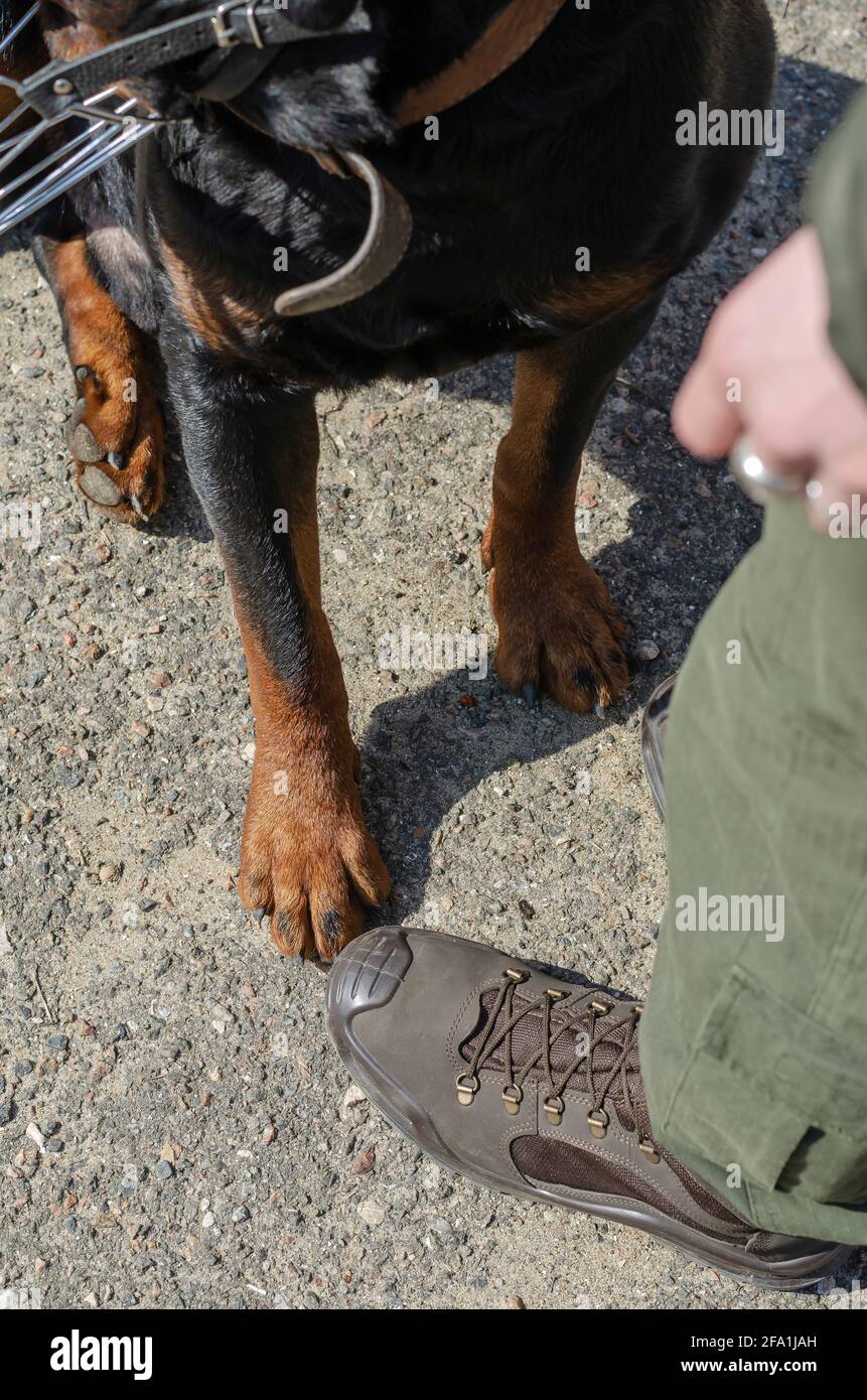 Dog shoes for rottweiler online