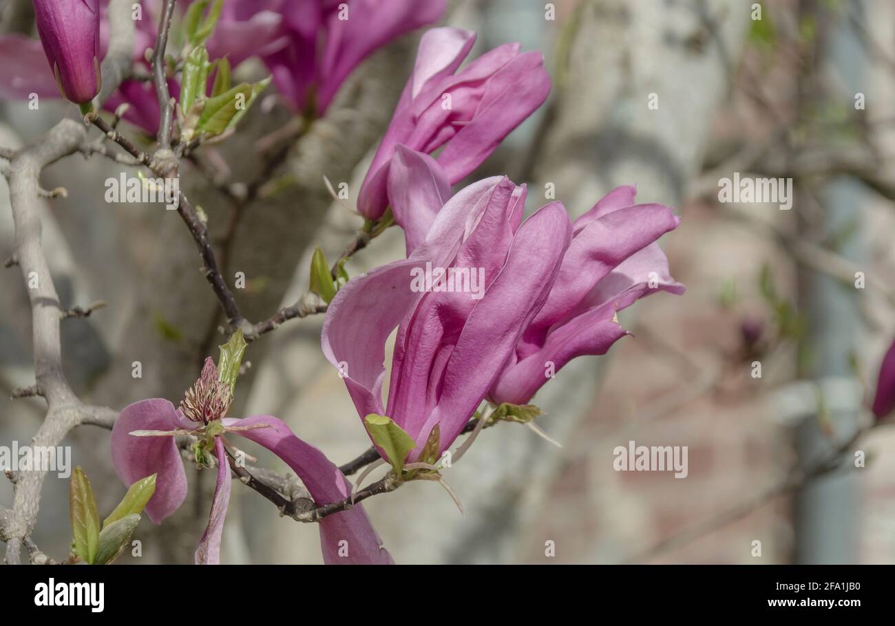 Magnolien wachsen als sommer- oder immergrüne Sträucher und Bäume Stock Photo