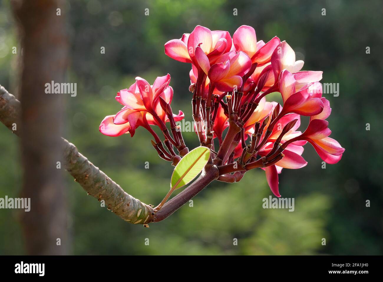 A STILL LIFE OF THE INDIAN PINK CHAMPA FLOWER Stock Photo Alamy