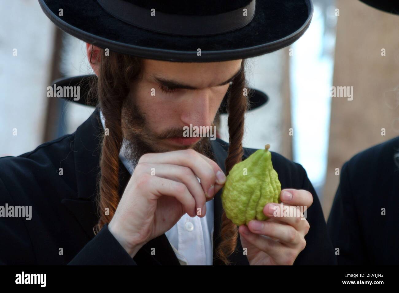Israel, Jerusalem, Me'a She'arim, Orthodox Jew examining the Etrog to verify its quality. Of the many symbols associated with Sukkot the most importan Stock Photo
