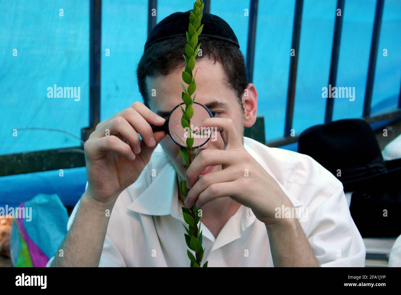 Israel, Jerusalem, Me'a She'arim, Closely examining the Hadas at the Sukkoth 4 species market. Of the many symbols associated with Sukkot the most imp Stock Photo