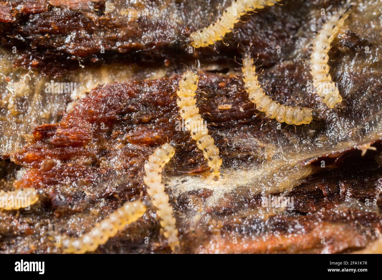 Biting midge larva (Forcipomyia sp) under a rotten log Stock Photo