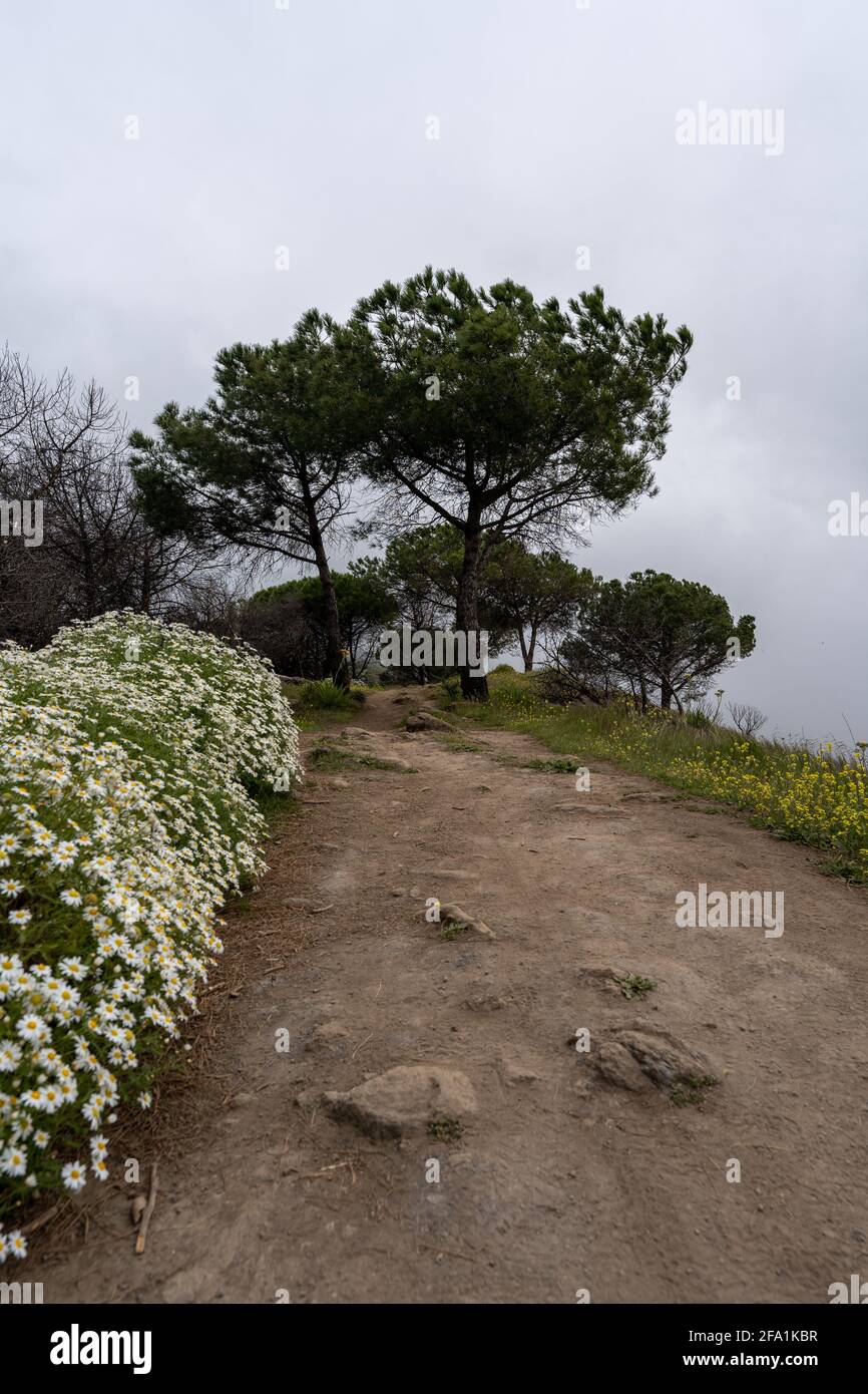 Vertical shot of a path in a forest under cloudy sky Stock Photo - Alamy