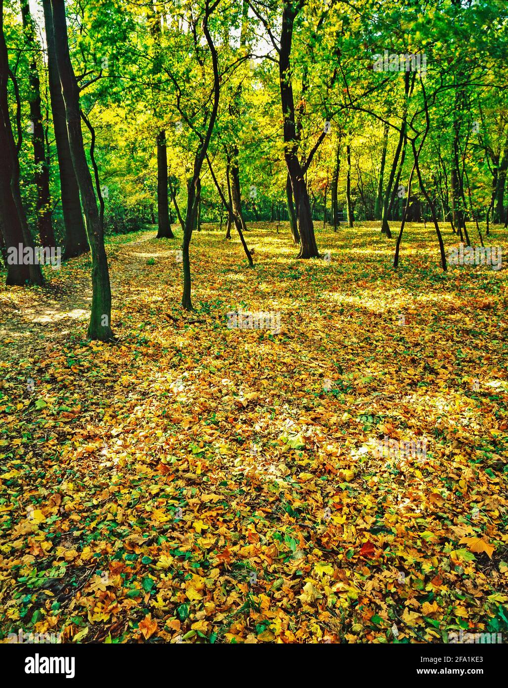 Seasonal Image of Autmn Forest Stock Photo - Alamy