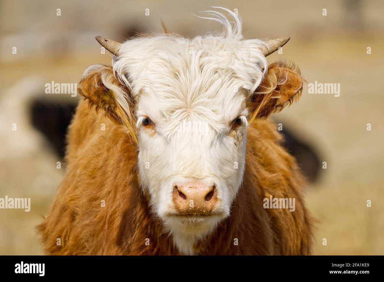 Young Chandler Herefords cow Portrait. Brown and white paint cow. Cute