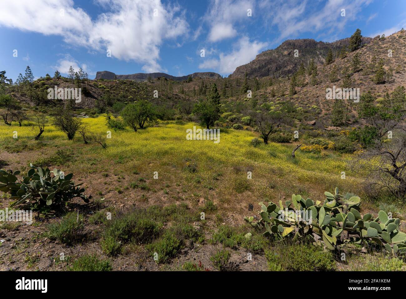 Mountain forest under blue cloudy sky Stock Photo - Alamy