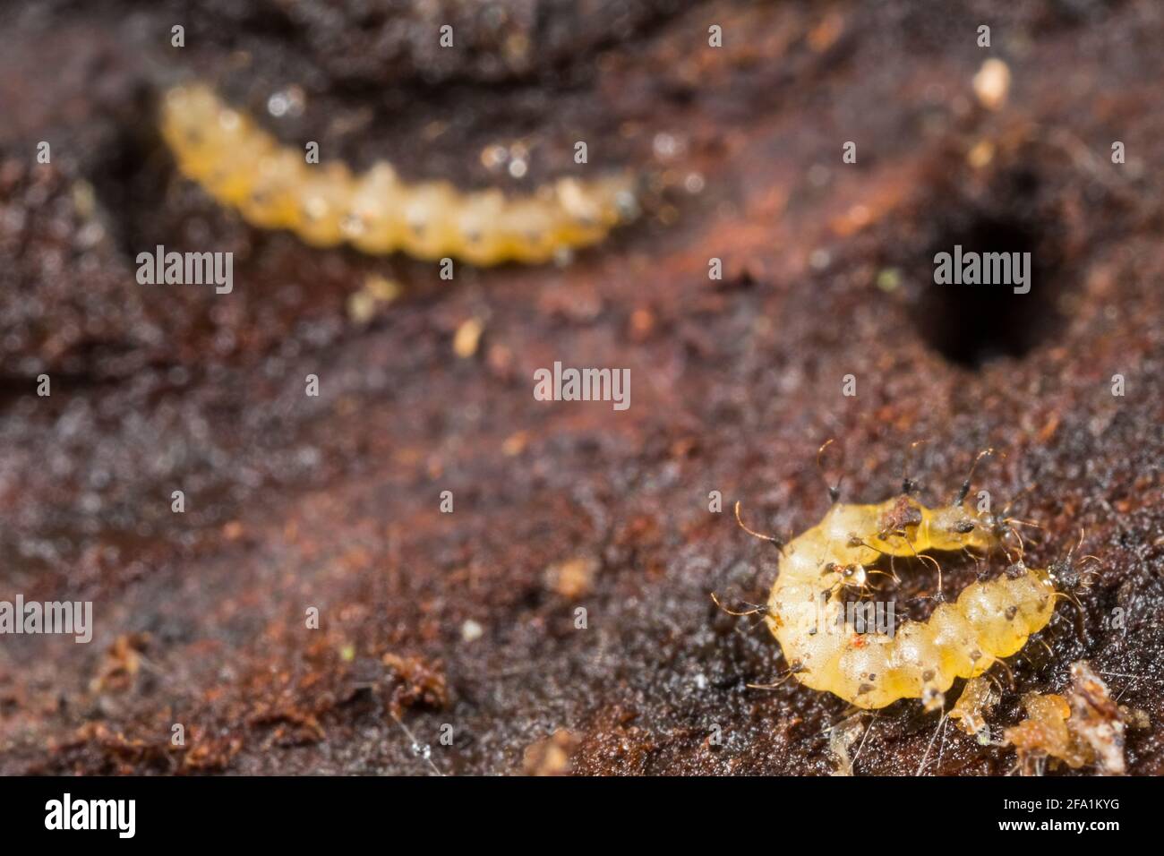 Biting midge larva (Forcipomyia sp) under a rotten log Stock Photo