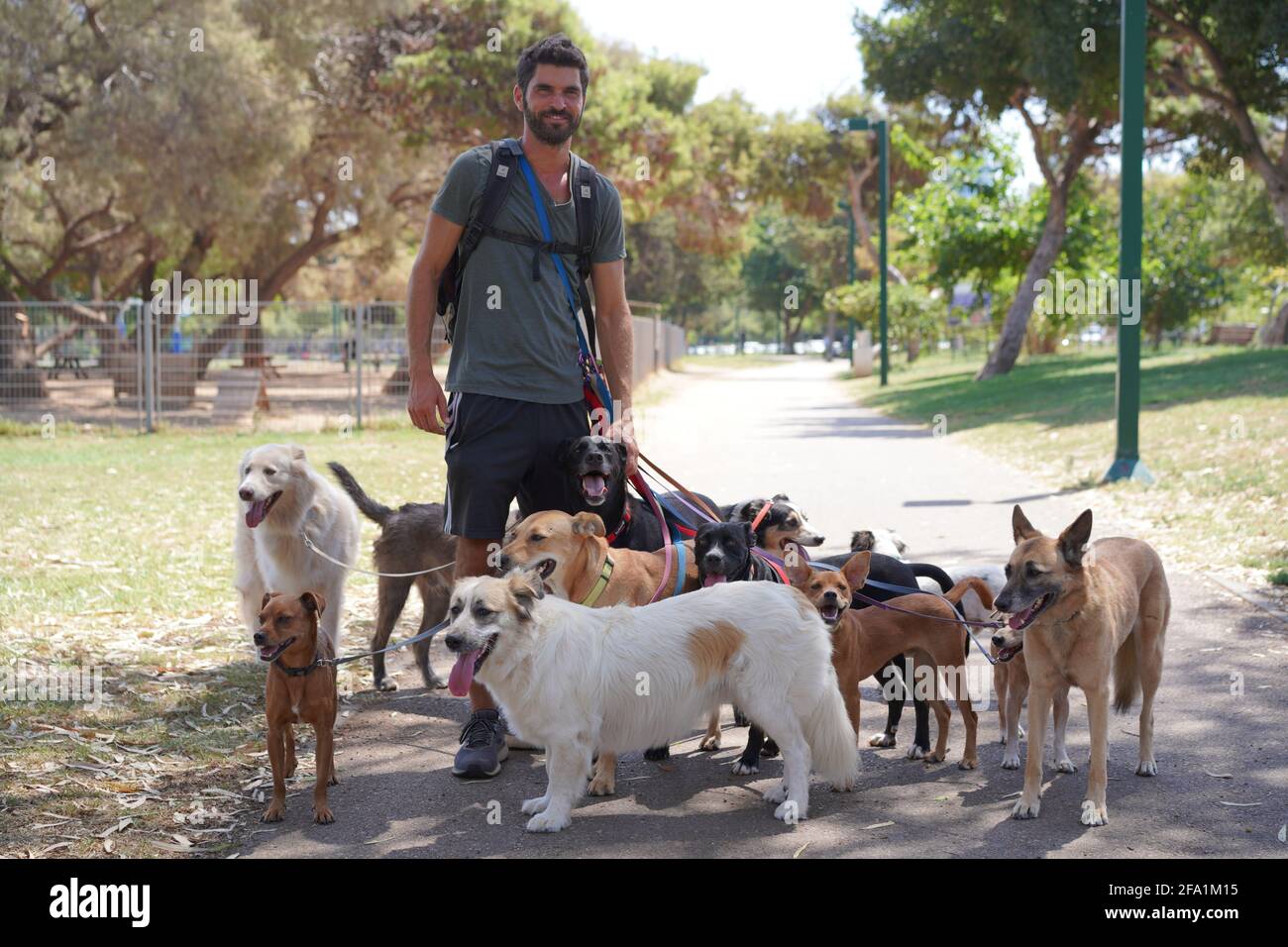 Dog walker walking a pack of dogs in the park Stock Photo