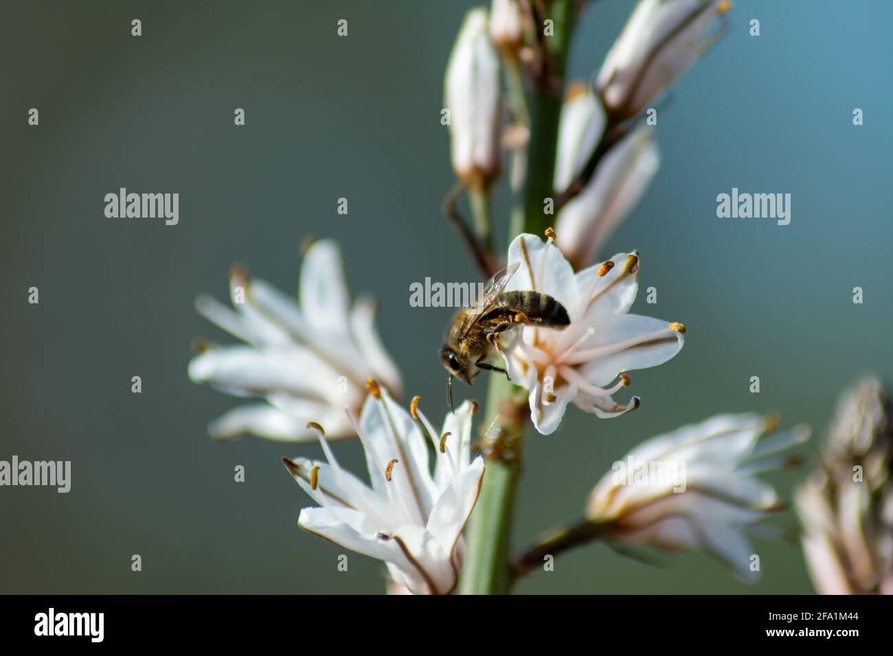 Selective focus shot of a bee sipping the nectar of an Asphodel flower in the garden Stock Photo