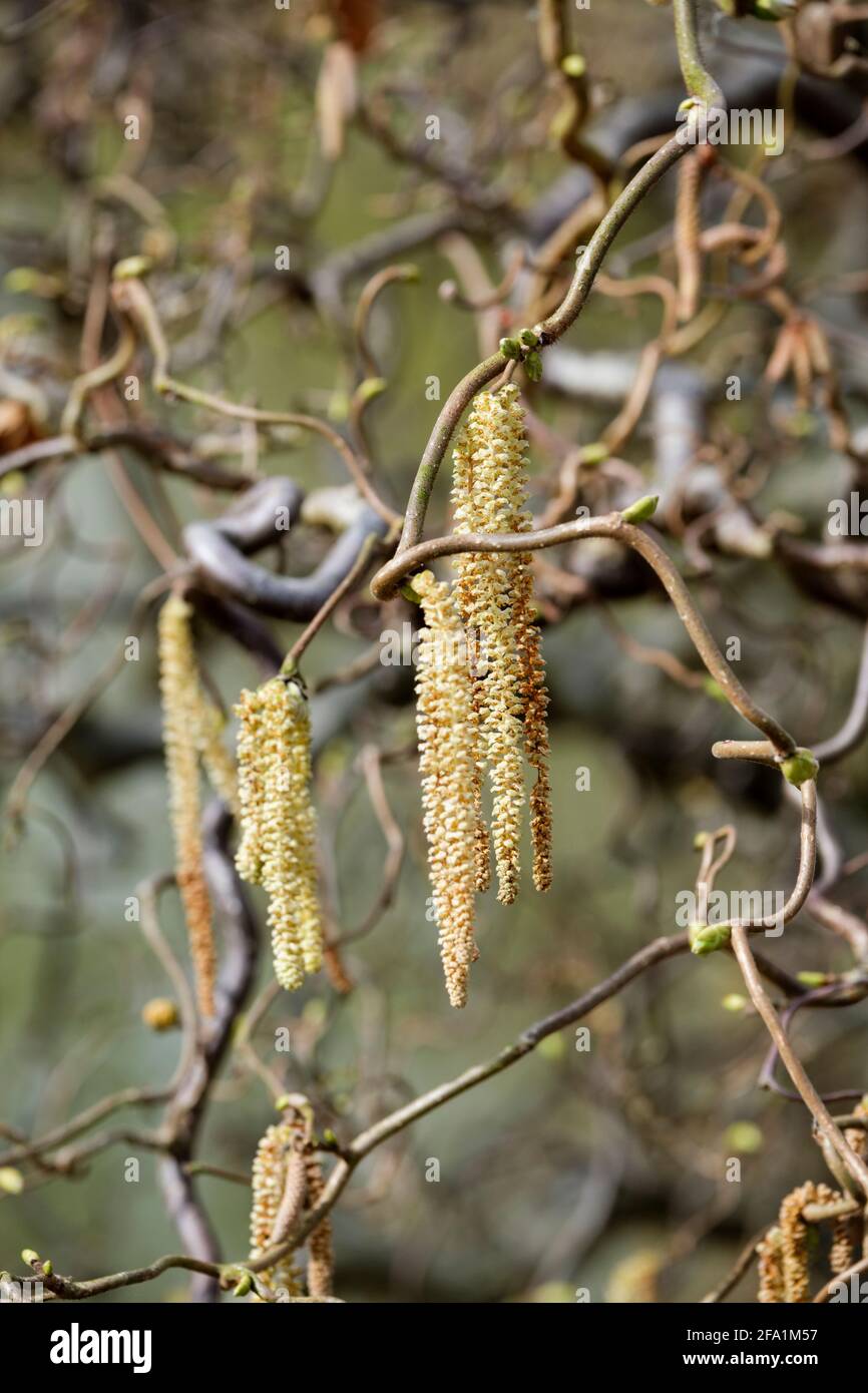 Corylus avellana 'Contorta'. Corkscrew Hazel. Twisted hazel. Harry Lauder's walking stick. Twisted stems with yellow catkins in late winter. Stock Photo