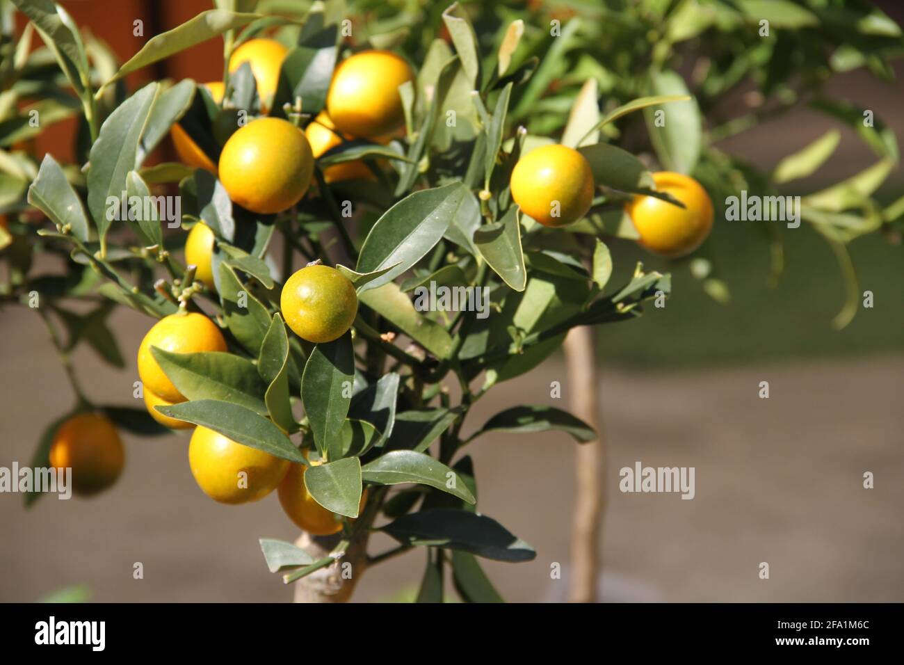Young Kumquat Citrus Tree Stock Photo Alamy
