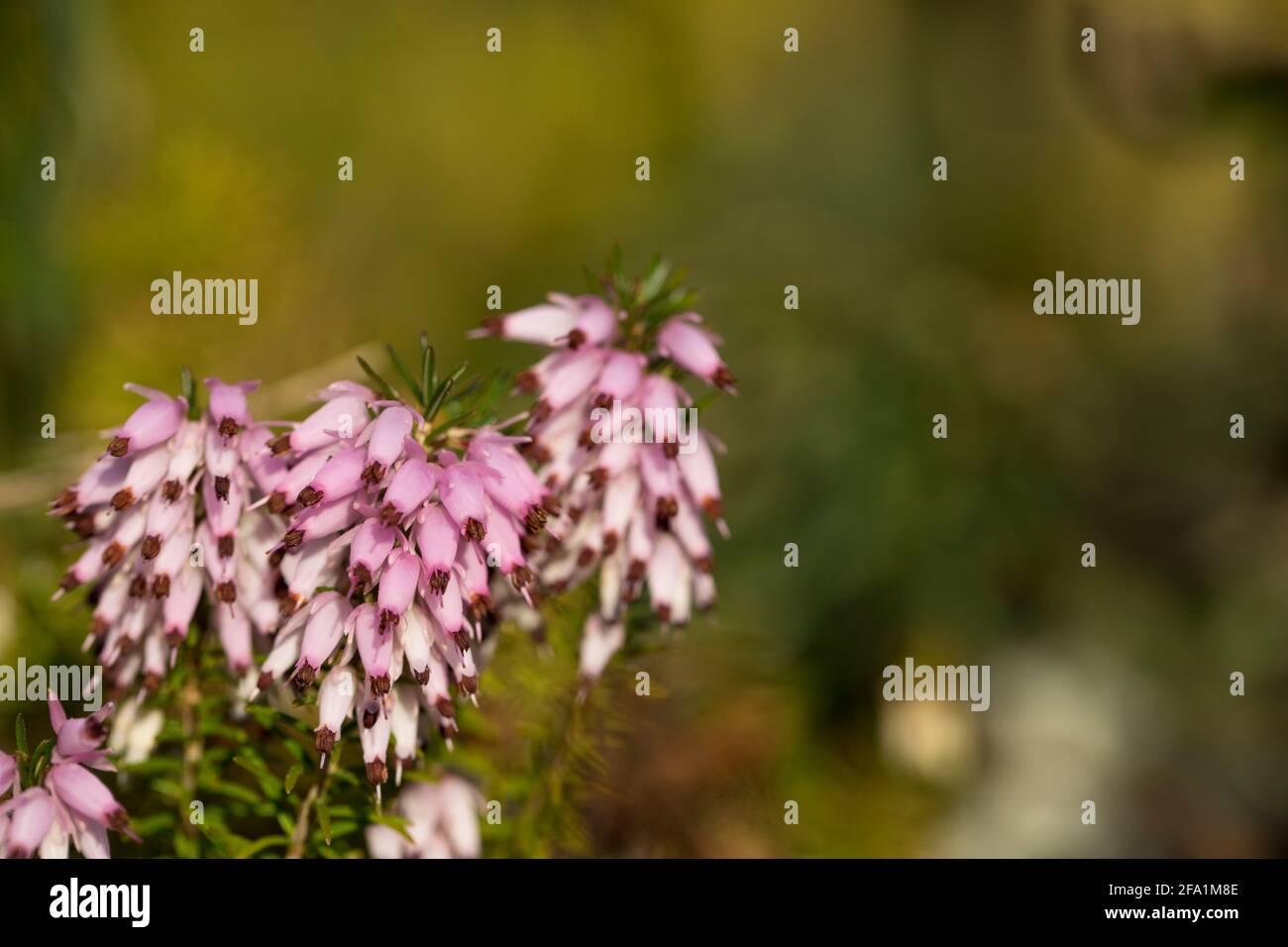 Winter flowering heather Stock Photo