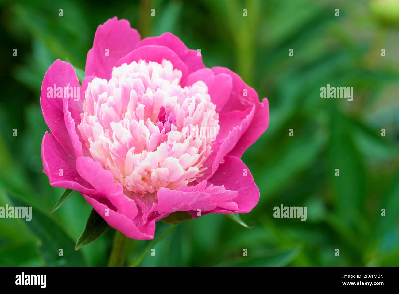 Red, semi-double flowers with creamy white spiky centres, peony 'Santa Fe'. Paeonia lactiflora 'Santa Fe' Stock Photo