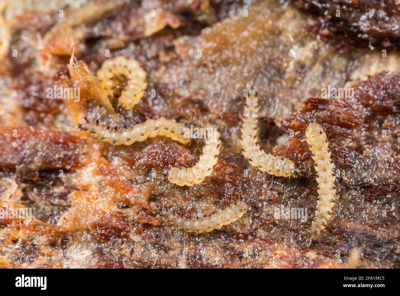 Biting midge larva (Forcipomyia sp) under a rotten log Stock Photo
