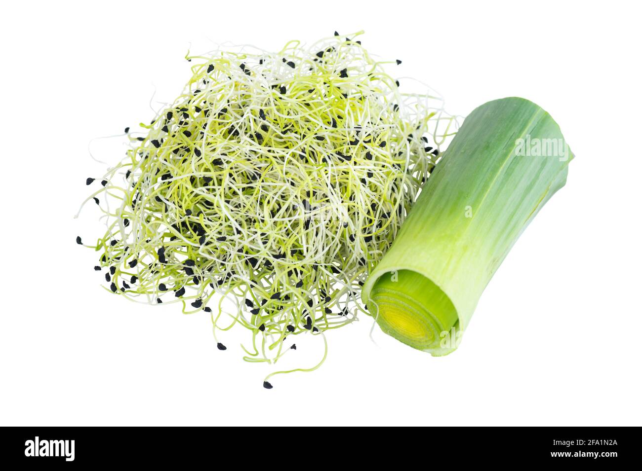 Organic leek sprouts on white background. Stock Photo