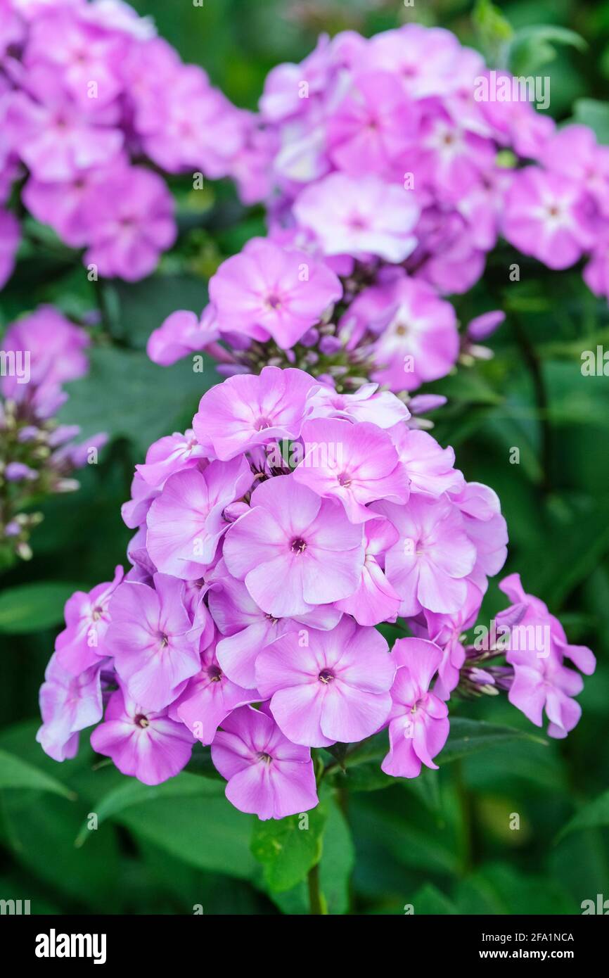 Pale eyed lilac blue flowers of Phlox paniculata - 'Sky Light' (Phlox). Phlox paniculata 'Skylight'. Stock Photo