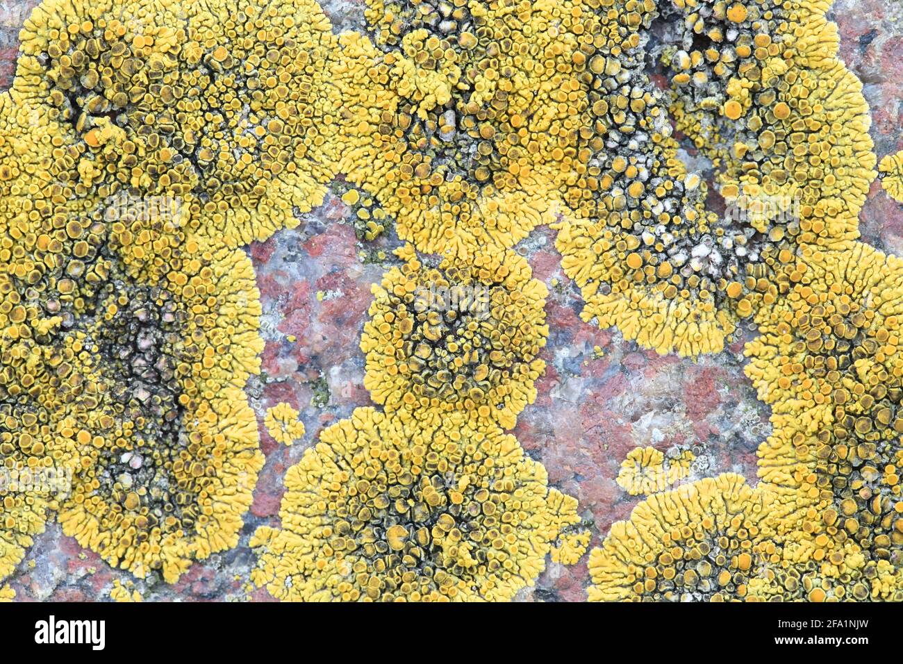 Athallia scopularis, a golden seashore lichen from Finland with no common English name Stock Photo