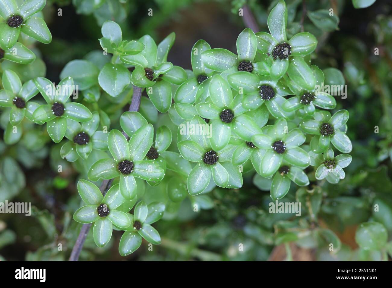 Rhizomnium punctatum, known as dotted thyme-moss or red penny moss Stock Photo