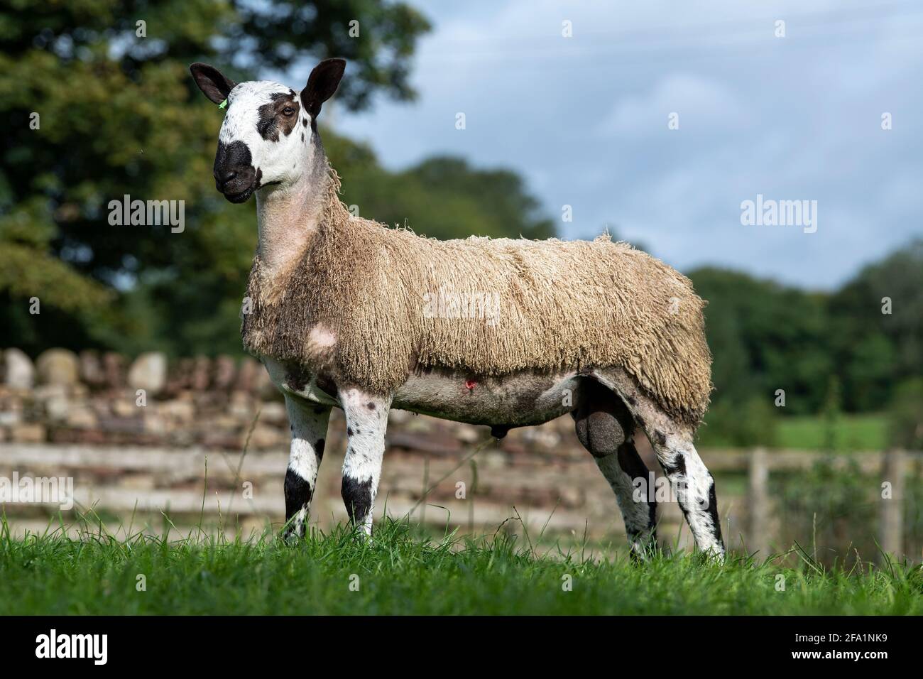 Blue Faced Leicester ram lamb stood in a field. Cumbria, UK. Stock Photo