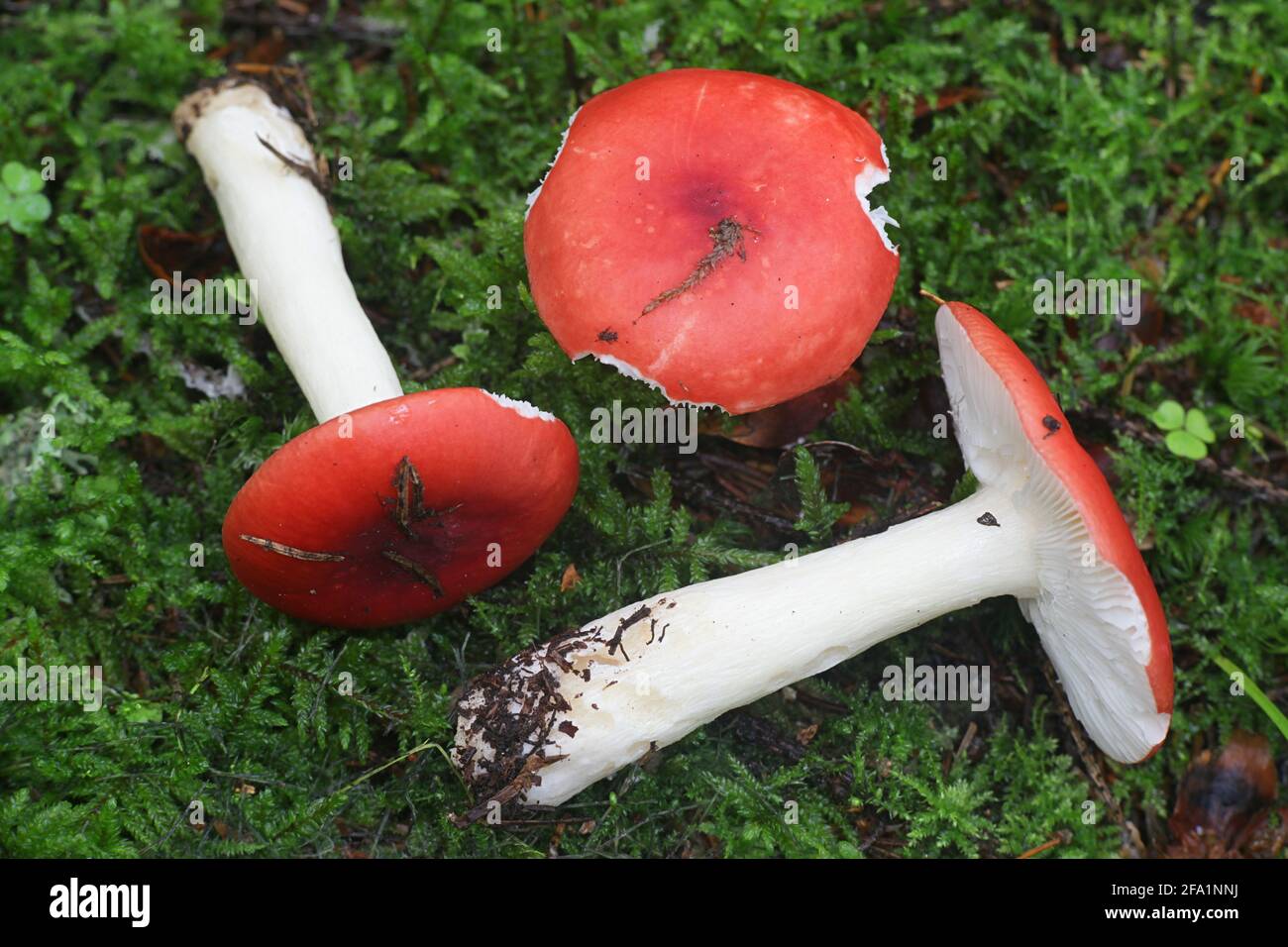 Russula emetica, commonly known as the sickener, emetic russula, or ...
