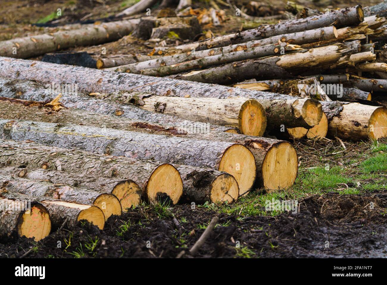 Huge pile cut trees hi-res stock photography and images - Alamy