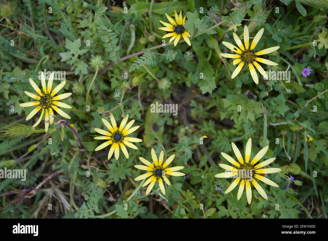 A cluster of Golden Aster flowers in a garden Stock Photo