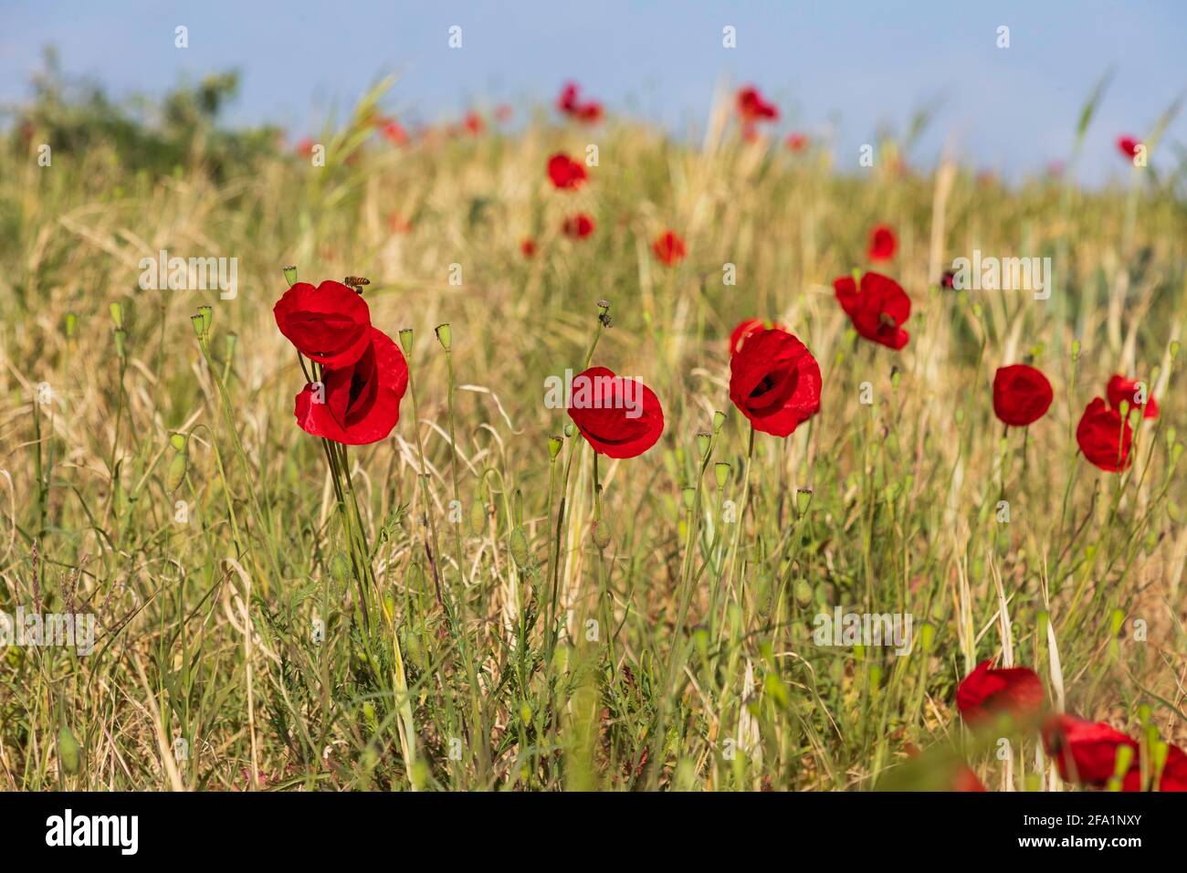 Flowers of red poppies among ripe ears of wheat close up Stock Photo ...