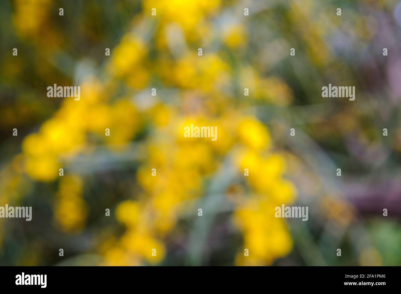 Abstract Out of focus image of the yellow flowers of an Acacia saligna, commonly known by various names including coojong, golden wreath wattle, orang Stock Photo