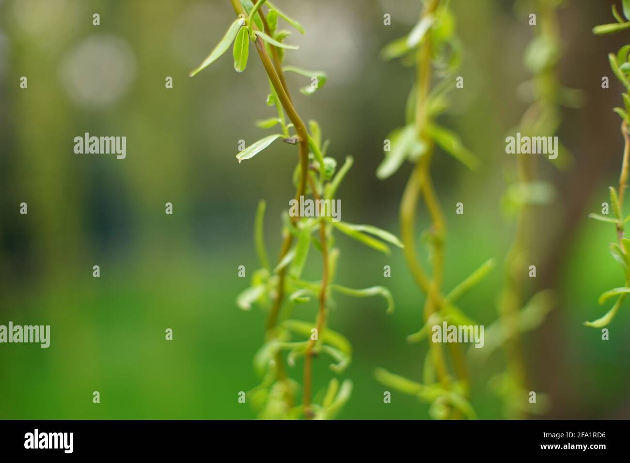 Closeup weeping willow tree branches in spring park Stock Photo