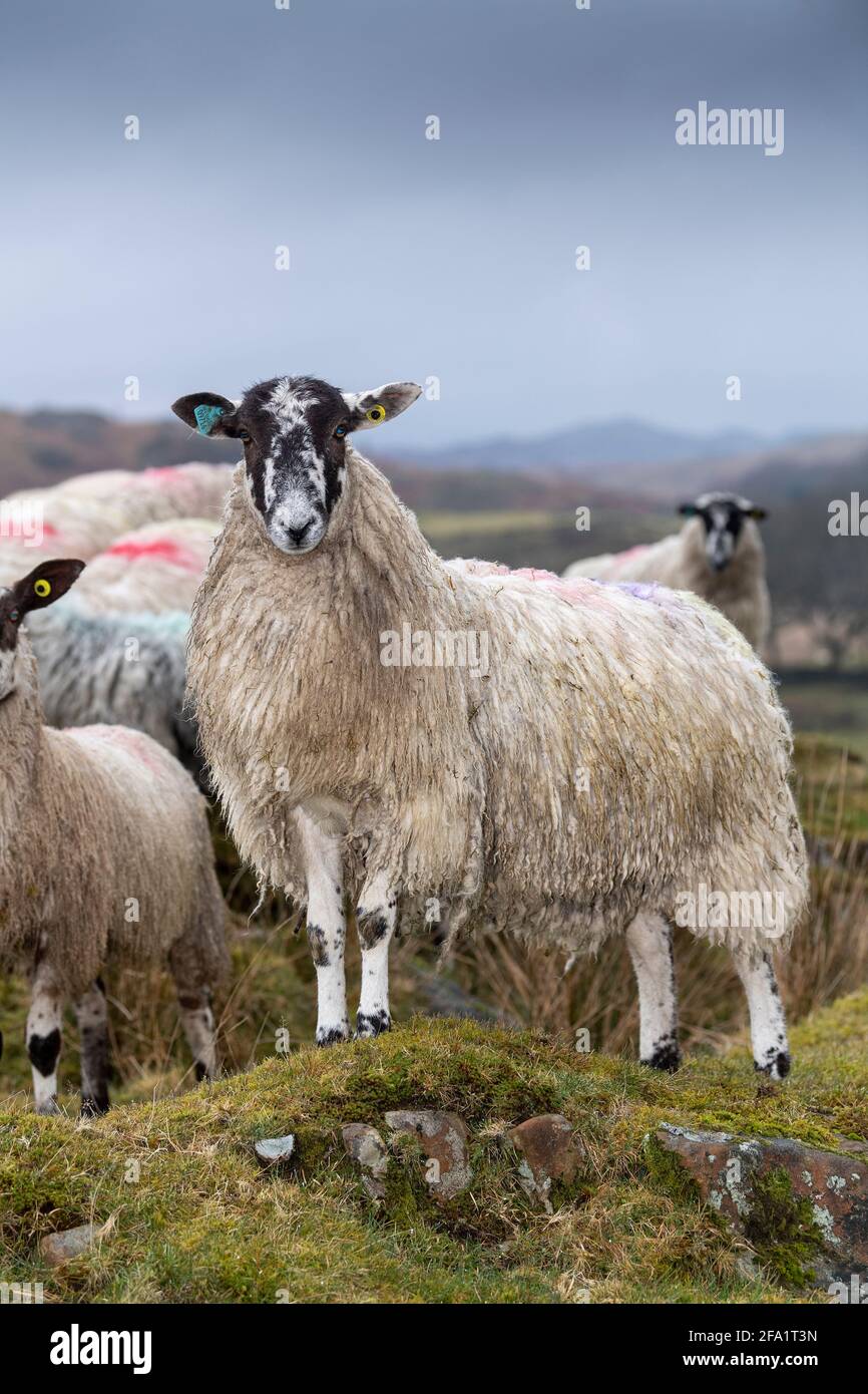 Mule sheep prior to lambing on the edge of the English Lake District, Cumbria, UK. Stock Photo