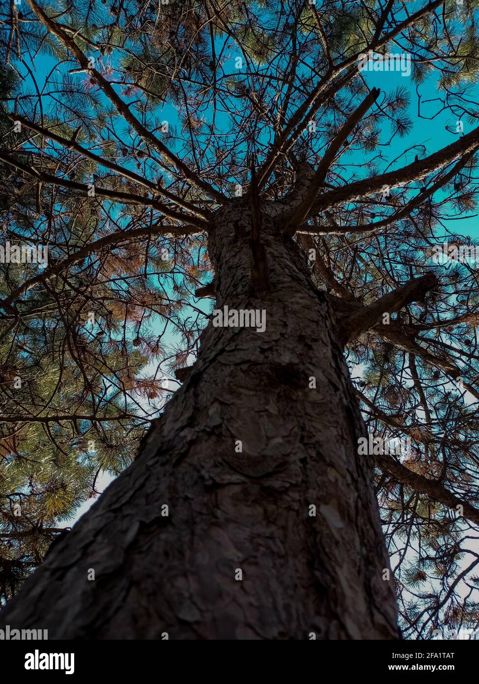 Low angle of a Loblolly pine tree in a forest under a blue sky Stock ...