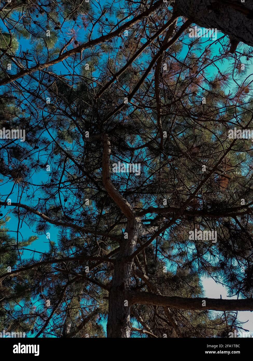 Low angle of a Loblolly pine tree in a forest under a blue sky Stock ...
