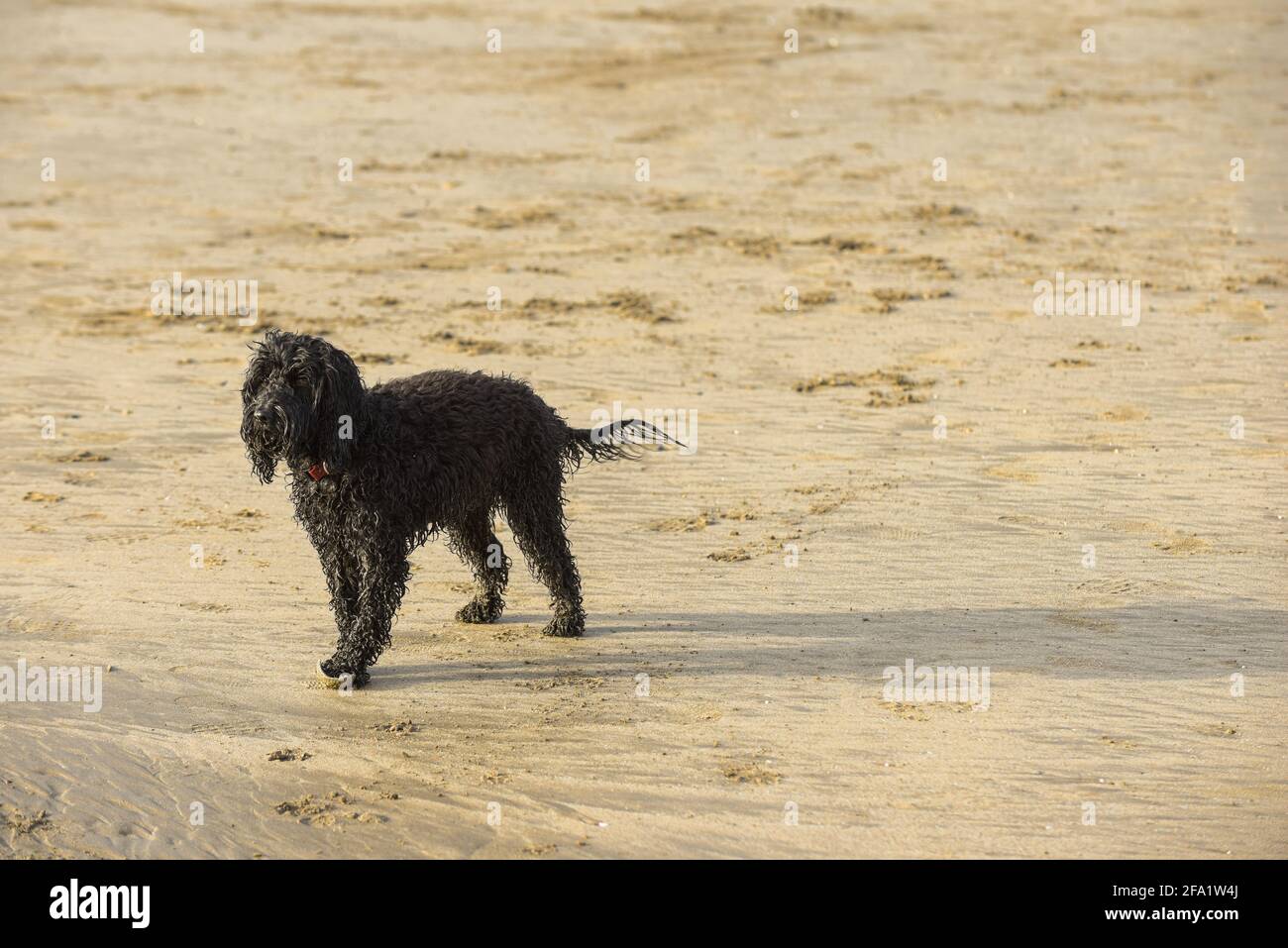 Cute black dog at the beach is wet from playing in the sea Stock Photo