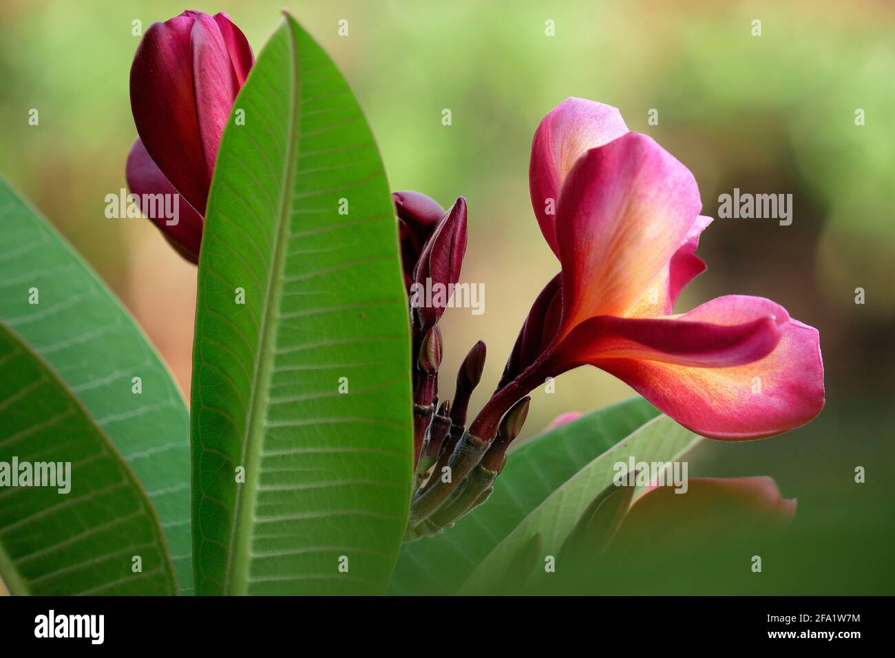 A STILL LIFE OF THE INDIAN PINK CHAMPA FLOWER Stock Photo Alamy