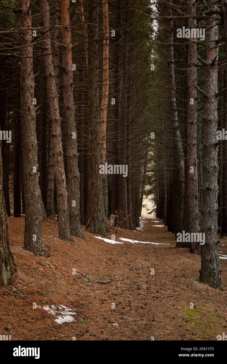 Sequoia Grove vertical spring landscape. Huge tall trees, natural background without people. An alley among coniferous trees with fallen needles and s Stock Photo