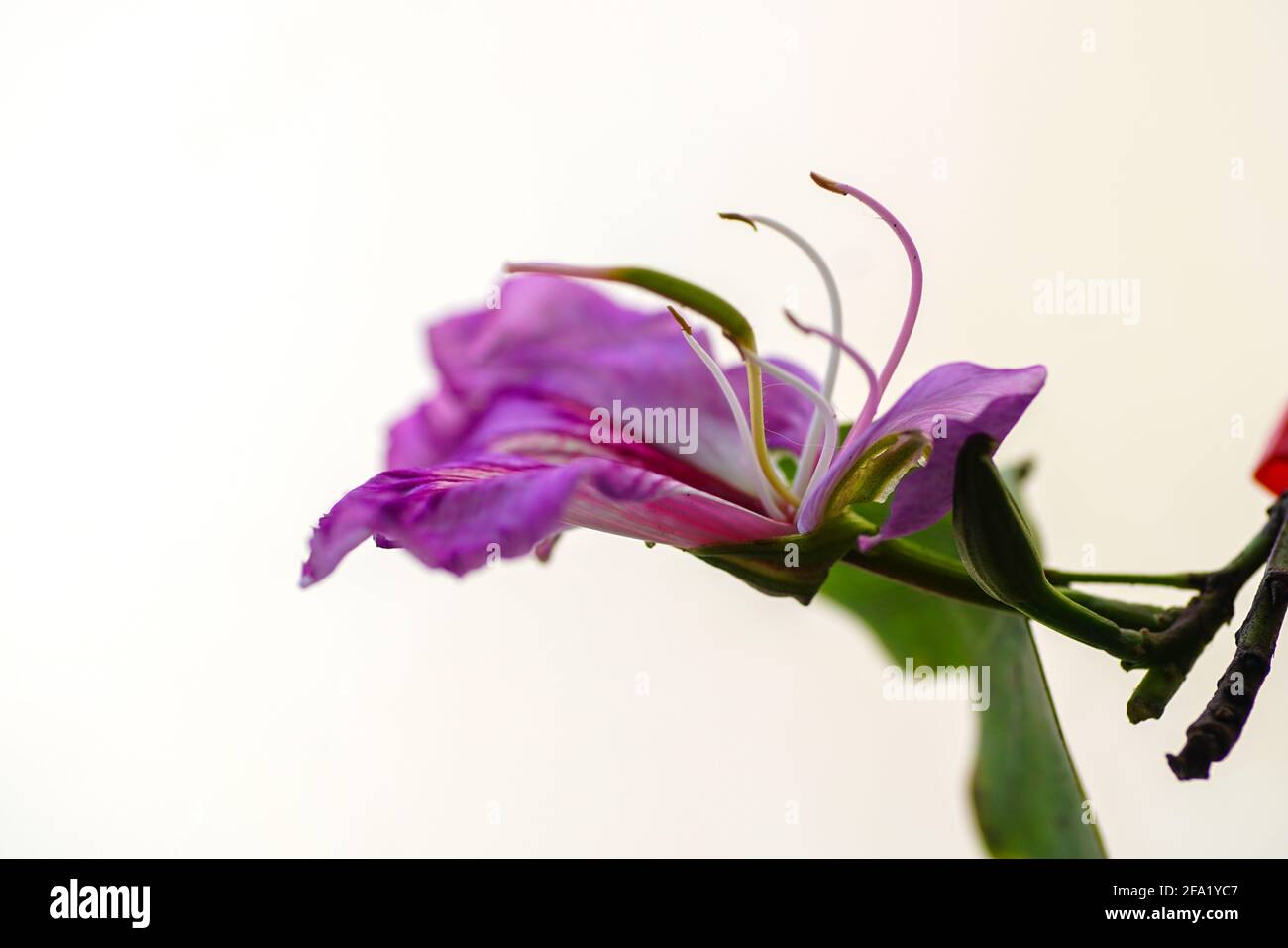 Orchid tree blossom (Bauhinia variegata). Stock Photo